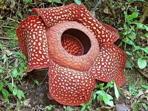 Rafflesia Arnoldii, Amorphophallus Titanum, Corpse Flower, Plante Carnivore, Weird Plants, Halloween Flowers, Unusual Plants, Unusual Flowers, Rare Flowers