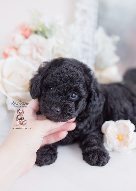 black-toy-poodle-puppy-for-sale-teacup-puppies-379-a Toy Poodle Puppy Cut, Black Poodle Puppy, Poodle Puppy Black, Black Toy Poodle, Teacup Poodles For Sale, Toy Poodles For Sale, Teacup Poodle Puppies, Funny Dog Toys, Toy Poodle Puppy