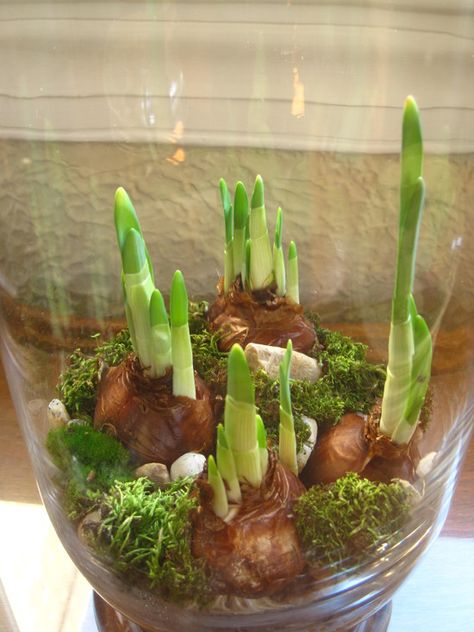 Forced Bulbs - so pretty displayed with moss and rocks Tanaman Air, Large Glass Vase, نباتات منزلية, Garden Bulbs, Indoor Gardens, Have Inspiration, Terraria, Spring Bulbs, Garden Care