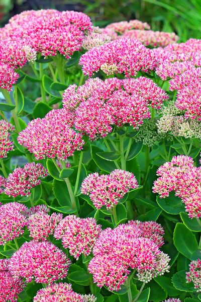 Yard Hacks, Annabelle Hydrangea, Basket Flower Arrangements, Sedum Plant, Deer Resistant Perennials, Colorful Patio, Deer Resistant Plants, Perennial Flowers, Trailing Plants