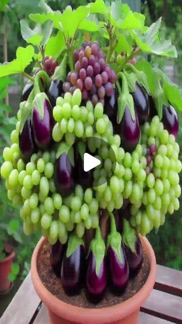 Grapes Planting Ideas, Broken Pot Garden, Grape Plant, Grafting Plants, Succulent Garden Design, Beach Music, Plant Care Houseplant, Backyard Flowers, Atif Aslam