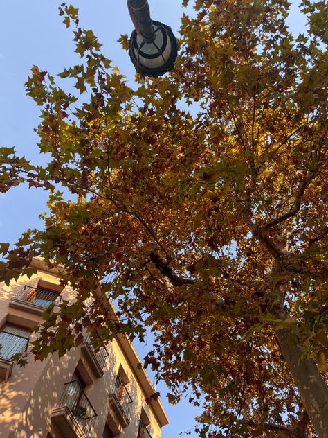 tarde por vendrell Spain Autumn, Insta Dump, Aesthetic Leaves, Tree Aesthetic, Tawny Brown, Dump Ideas, Fall Tree, Aesthetic Autumn, Brown Aesthetic