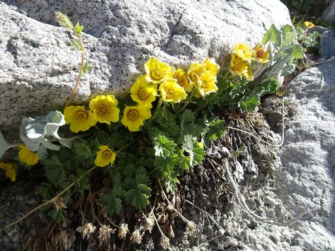 creeping avens from Ecrins, Vallée de la Selle on June 28, 2018 at 09:17 AM by Fabien Anthelme Creeping Avens