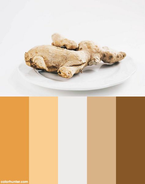 Ginger Color Palette, Ginger Root Tincture, Ginger Root Singer, Storing Ginger Root, Ginger Root Illustration, Harvesting Ginger Root, Root Color, Ginger Root, Base Colour