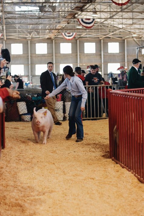 Showing Pigs 4-h, Show Pig Aesthetic, Pigs Pictures, Showing Pigs, Future Mindset, Living Your Life Quotes, Show Pigs, Livestock Quotes, Western Wallpapers