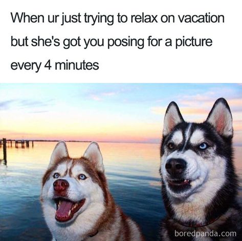 30 Funny Memes People That Travel Will Relate To Vacation Meme, Humour Funny, Meme Page, Memes Lol, Summer Humor, Funny Dog Memes, Travel Humor, Humor Memes, Pet Holiday