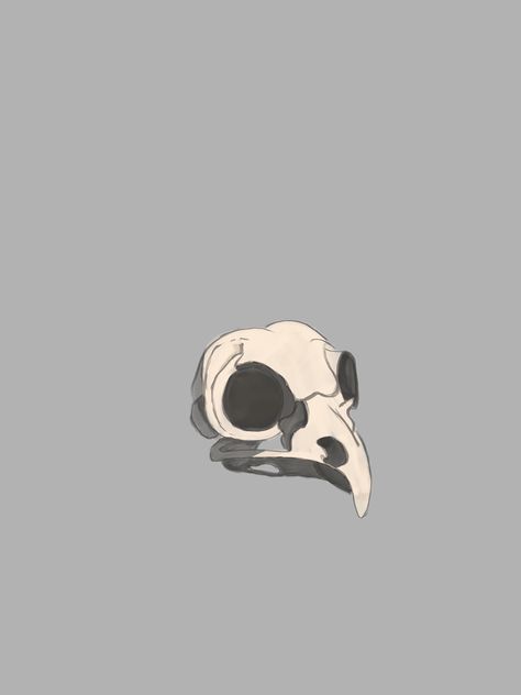 Bird Skull Art, Bird Skull Drawing, Hawk Skull, Halloween Sleeve, Skull Study, Real Skull, Inspo Art, Hollow Art, Cartoon Birds