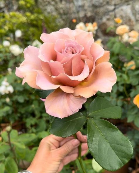 Debbie on Instagram: "✨ Rosa Koko Loko the first rose to arrive this year and the first to be picked. 

I couldn’t not save her from the rain could I? And arrive it did! A soggy wave from our little corner of Cornwall I’ll be over here swooning at this stunner who just so happens to match my 💅🏻 not intentionally I must add 😂

#roses #kokolokorose #petalperfection" Save Her, Cottage Garden, The Rain, Cornwall, Subjects, Flower Garden, Decorating Ideas, This Year, The First