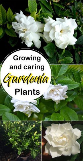 Growing Gardenia plant | How to grow Gardenia in a container Gardenia Care, Gardenia Trees, Growing Gardenias, Gardenia Bush, Gardenia Plant, Popular House Plants, Jasmine Plant, Acid Loving Plants, نباتات منزلية