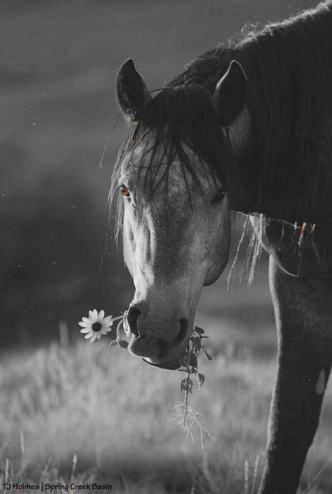 Black And White Horse Pictures, Black And White Horse, Types Of Horses, Most Beautiful Animals, Majestic Horse, Horse Quotes, All The Pretty Horses, Cute Horses, Equine Photography