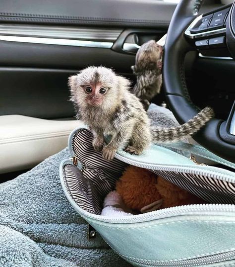 Finger Monkey, Pygmy Marmoset, Exotic Pet, Baby Finger, Small Insects, Pet Monkey, Primates, Exotic Pets, Monkeys