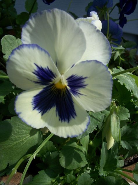 white & purple pansy White Pansies, Purple Pansies, British Garden, Purple Pansy, Sweet Violets, Pansies Flowers, Beautiful Flowers Garden, Terrarium Plants, Botanical Flowers