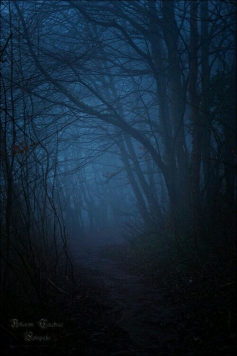 Spooky woods The Woods At Night, Woods At Night, Beautiful Darkness, Victoria Station, Dark Places, Dark Photography, Into The Woods, Dark Forest, Enchanted Forest