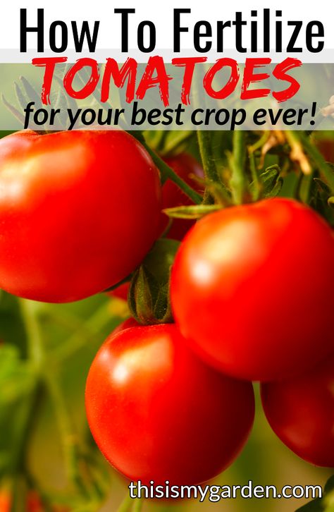 Fertilizing Tomato Plants, Best Fertilizer For Tomato Plants, Tomato Fertilizer Homemade, Fertilizer For Tomato Plants, Fertilize Tomato Plants, Tomato Plant Food, Pruning Tomato Plants, Growing Tomatoes Indoors, Tomatoes Growing