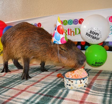 Delicious Birthday Cake! Capybara Cake, Capybara Pet, Happy Birth, Happy B Day, Pet Costumes, Rodents, 귀여운 동물, Animal Memes, Animals Friends