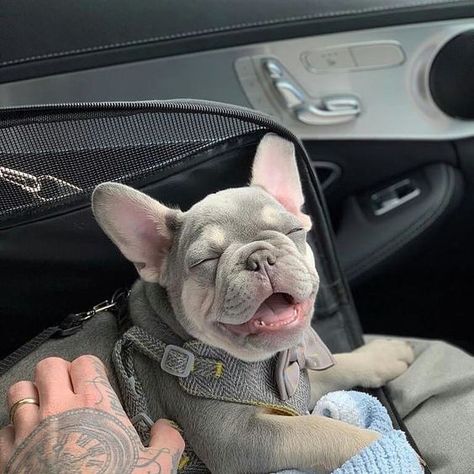 Bulldog Francese, Psy I Szczenięta, Francia Bulldog, Super Cute Puppies, Baby Animals Pictures, Cute French Bulldog, Cute Little Puppies