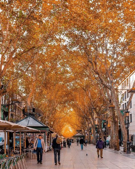 Who said autumn in Barcelona wasn't beautiful? 🍂🍂 What is your favorite season? Barcelona Trip, Travel Barcelona, Visit Barcelona, Barcelona Travel, Meeting Rooms, Private Office, What Is Your Favorite, Dream City, Favorite Season