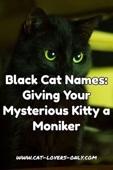 Black Cat Names - Giving Your Mysterious Kitty a Moniker #blackcatnames #blackcats #blackcatsrule Black Cat Names, Cat Name Ideas, Aesthetic Black Cat, Female Wallpaper, Girl Cat Names, Unique Cat Names, Names Cat, Funny Cat Names, Cute Cat Names