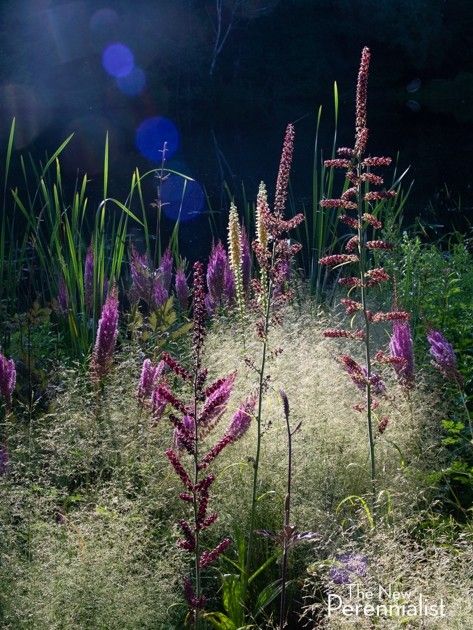 Wild Gardens, Naturalistic Garden, Lost For Words, Planting Garden, Planting Combinations, Pond Garden, Piet Oudolf, Recycled Garden, Planting Design