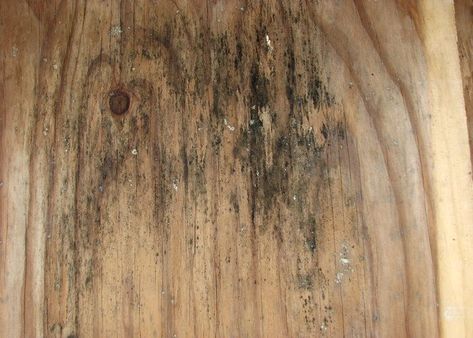 al Remove Mold From Wood Furniture, How To Get Mold Off Wood, Cleaning Mold Off Wood, Clean Mildew Off Wood, Kill Mold On Wood, How To Clean Mold Off Wood, How To Clean Wood Walls, Cleaning Mildew Off Wood, How To Get Rid Of Mold On Wood