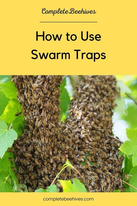 A swarm trap is a box that is set out in order to attract swarming bees. The bees don’t necessarily get trapped in it, but the box does usually contain some sort of bait to lure them in. Swarm traps are also called bait hives. Swarm traps are made out of wood, or even plastic waste baskets. It will have a small hole in the front for the bees to enter the trap and is usually placed in a tree. Honey Bee Swarm, Honey Bees Keeping, Hive Stand, Bee Traps, Bait Trap, Bee Swarm, Bee Colony, Backyard Beekeeping, Waste Baskets