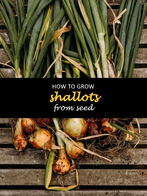 Shallots are a staple in many dishes but can be expensive and difficult to find. Luckily, you can grow your shallot plants from seed! The best time to start growing shallots is in the fall or winter months, when the climate is cool enough for them to survive. This article will give you step-by-step instructions on how to sprout shallot seeds so that you'll have a healthy crop of tasty shallots next summer!. #shuncy #shuncygarden #lovethegreen #howtogrow #onions #vegetables Grow Shallots, Growing Shallots, Expensive And Difficult, Plant Tissue, Growing Seeds, Organic Matter, Shallots, Mulch, Dinner Time