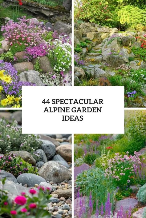 44 Spectacular Alpine Garden Ideas - DigsDigs Alpine Garden Ideas, Rockery Garden Ideas, Rockery Garden, Creeping Phlox, Alpine Garden, Hosta Plants, Alpine Style, Alpine Plants, Small Shrubs