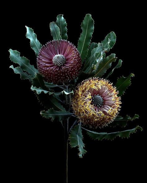 Banksia Friday ⚛🔆🌿 #banksiafriday #banksia #australia #australianature #australianartist #australianplants #australianflora #nikonaustralia #moodyedits #floraldecor #artinspo #stilllifeflowers #fineartphotography Banksia Flower, Australian Wildflowers, Australian Flowers, Buddha Quotes Inspirational, Australian Native Flowers, Australian Plants, Australian Flora, Still Life Flowers, Australian Artists