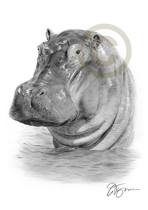 Hippo pencil drawing by artist Gary Tymon Hippopotamus Tattoo, Hyperrealistic Drawings, Hippo Drawing, Sketch Wall Art, Sketch Wall, Portrait Artwork, Theme Tattoo, Wildlife Artwork, Drawing Heads