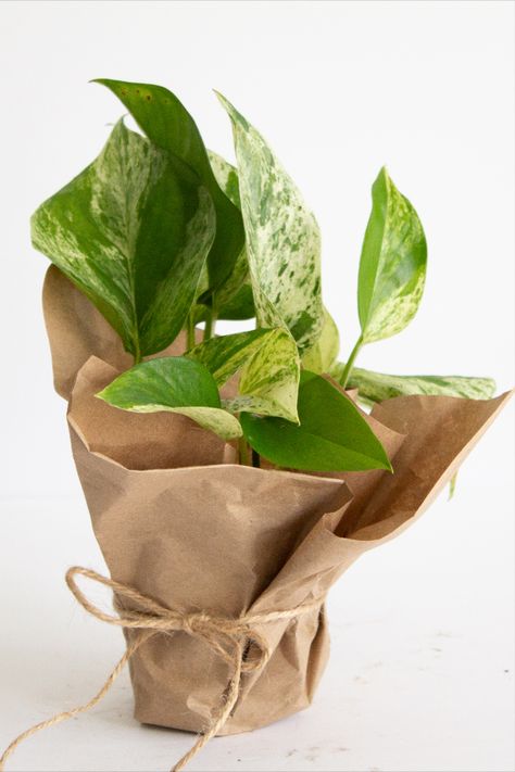 Plants Business, Gastonia North Carolina, Plant Business, Marble Queen, Epipremnum Aureum, Plant Hacks, Wedding Stage, Plant Gifts, Water Plants