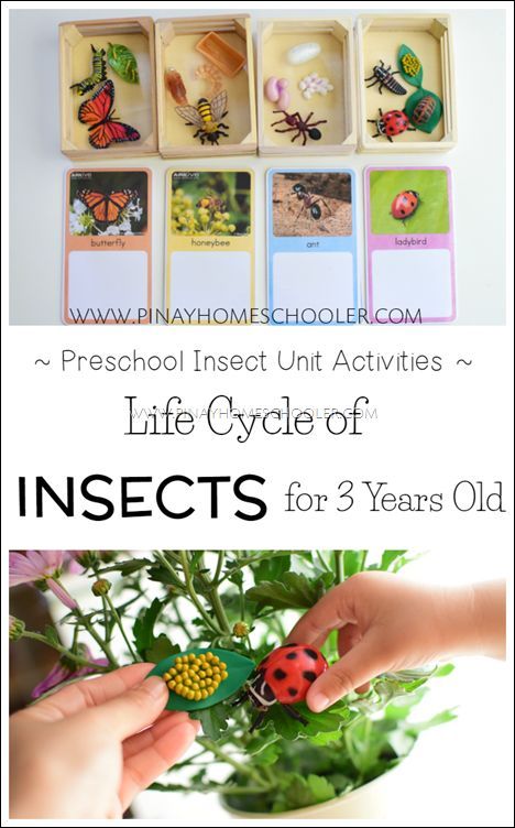 Life cycle of insects for preschoolers Life Cycle Of Insects, Ladybugs Preschool, Preschool Bugs, Insect Study, Insect Unit, Insects Preschool, Montessori Science, Bugs Preschool, Insect Activities