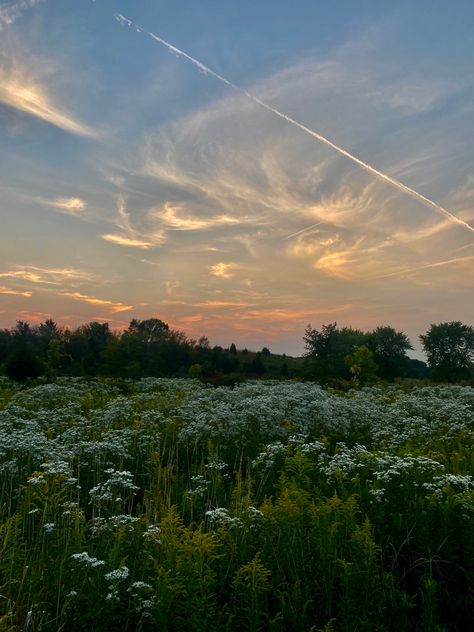 Beautiful white field of flowers Fields With Flowers, Open Flower Field, Wild Flower Fields, White Flower Field Aesthetic, Wild Flower Field Aesthetic, Green Field Aesthetic, Flower Field At Night, Open Field Aesthetic, Field Of Flowers Aesthetic