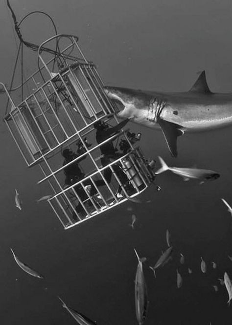 Great White shark Ideas Are Bulletproof, Shark Cage Diving, Shark Cage, Deep Blue Sea, Shark Week, White Sharks, Great White Shark, Foto Art, Wild Life