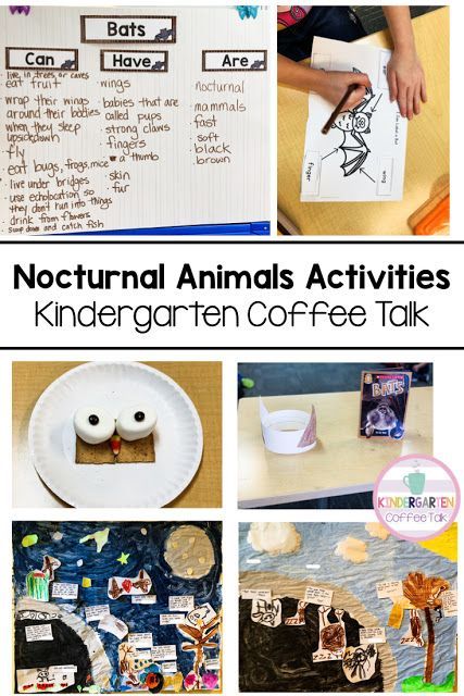 Kindergarten Coffee Talk: Nocturnal Animals Research Project blog post #science #nocturnalanimals #kindergarten #nonfictiontext Animal Activities For Kindergarten, Nocturnal Animals Kindergarten, Animal Science Experiments, Nocturnal Animals Activities, Diurnal Animals, Oviparous Animals, Animals Activities, Stay Up All Night, Kindergarten Anchor Charts