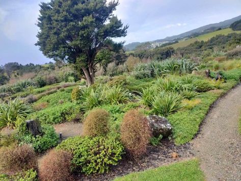 New Zealand Native Garden, Front Verandah, Low Maintenance Garden, Flower Spike, Home Landscaping, Native Garden, Garden Care, Low Maintenance, Drought Tolerant