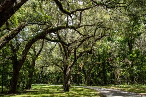 15 Best Things to Do in Brooksville (FL) - The Crazy Tourist Florida Trail, Busch Gardens Tampa Bay, Ocala National Forest, Busch Gardens Tampa, Ocala Florida, Busch Gardens, Halloween Haunted Houses, Horse Farms, The Crazy