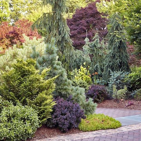 North Carolina Garden, Brick Mural, Conifers Garden, Tree Borders, Evergreen Garden, Woodland Garden, White Brick, Plant Combinations, Garden Gate