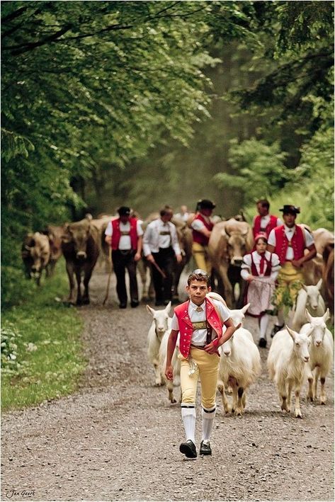 What To Do In Spring, Appenzell Switzerland, Swiss Cows, Glacier Express, 8 Person Tent, Swiss Miss, Swiss Switzerland, Winterthur, Switzerland Travel