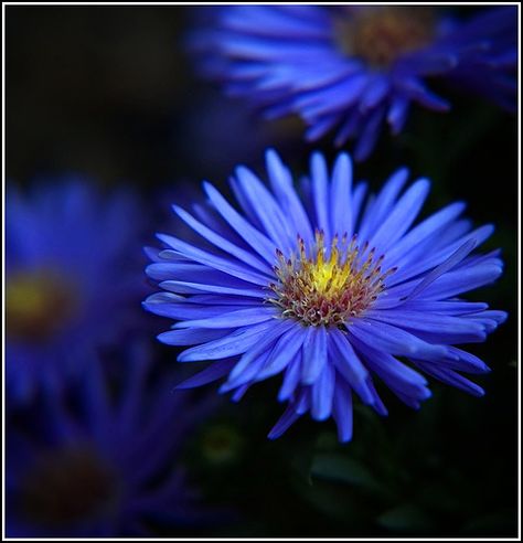 blue asters, one of the flowers listed as my birthflower September Birth Flower Tattoo, Birth Flower Tattoo Ideas, Aster Flower Tattoos, Bday Flowers, September Virgo, September Aster, Virgo Constellation Tattoo, September Birth Flower, Flower Tattoo Ideas