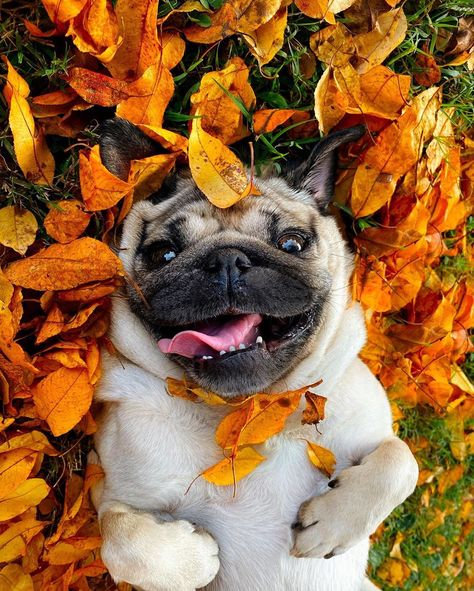 Cute Pugs Wallpapers, Dogs Pics, Pug Wallpaper, Doug The Pug, Halloween Wallpaper Iphone Backgrounds, Aesthetic Orange, Pugs And Kisses, Mom Pictures, Pug Mom