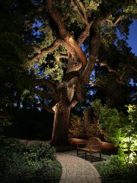 Tree Uplighting, Garden At Night, Landscape Lighting Design, Asian Landscape, Outdoor Landscape Lighting, Backyard Lighting, Night Garden, Sprinklers, Landscape Designs