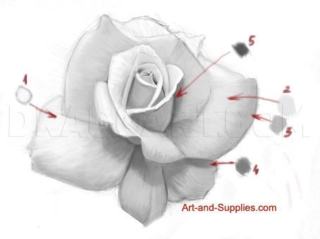 Paint Roses, Draw A Rose, Pencil Tutorial, Rose Sketch, Drawing Help, Pencil Drawing Tutorials, Realistic Rose, Flower Drawing Tutorials, Flower Drawings