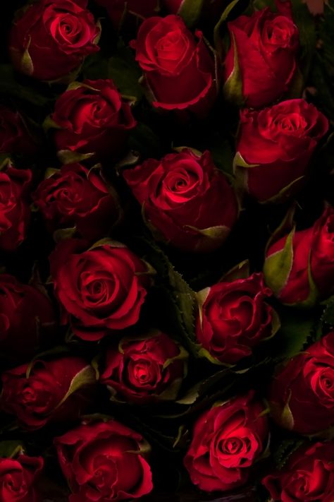 Black Background, A Black, The Wall, Red Roses, Roses, Wall, Red, Black