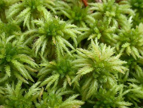 Sphagnum squarrosum Moss Sphagnum Moss, Butterfly Pupa, Green Knight, Lichen Moss, Vascular Plant, Moss Garden, Moss Art, Mushroom Fungi, Terrarium Plants