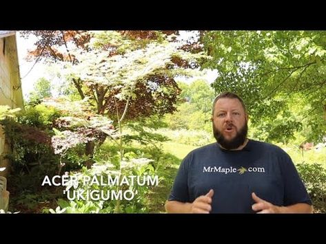 Acer palmatum 'Ukigumo' Tips to Make it More White! - JAPANESE MAPLES - YouTube Floating Clouds, Japanese Maples, Acer Palmatum, Japanese Maple, Unique Colors, Make It, Color Variations, Floating, White