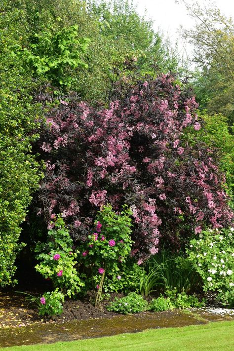 Black Tower Elderberry, Sambucus Black Lace, Sambucus Nigra Black Lace, Black Lace Elderberry, Black Tower, Sambucus Nigra, Backyard Inspiration, Companion Planting, Black Beauty