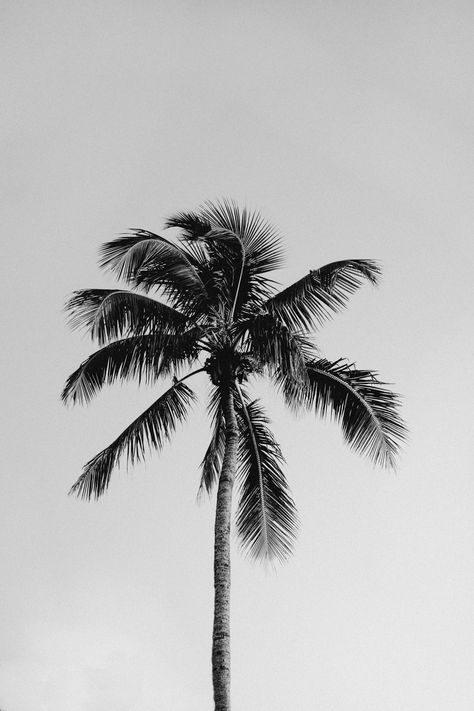 B&W Palm Tree Photograph
Fort Myers Beach, FL B W Photography, B&w Photography, B&w Aesthetic, Palm Trees Photography, Palm Aesthetic, Palm Tree Shadow, Palm Tree Aesthetic, Palm Photography, Palm Tree Photo