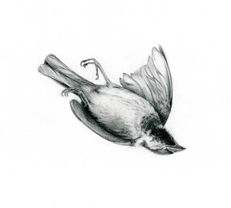 dead bird belly up Pencil Art Love, Dead Bird, Bird Sketch, Science Illustration, Funny Drawings, Fantasy Creatures Art, Animal Sketches, Sketch Painting, Birds Tattoo