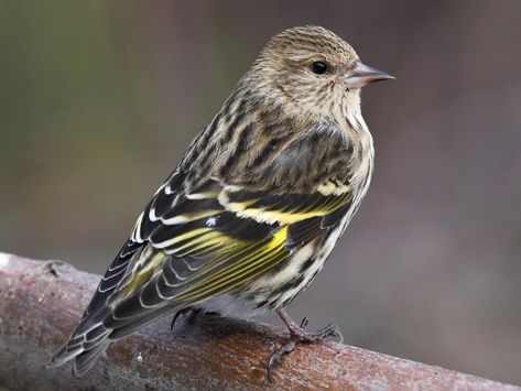 Photos and Videos for Pine Siskin, All About Birds, Cornell Lab of Ornithology Pine Siskin, Sequoia Sempervirens, Siskin, Finches Bird, The Wing, Animal Species, Goldfinch, All Birds, Small Birds