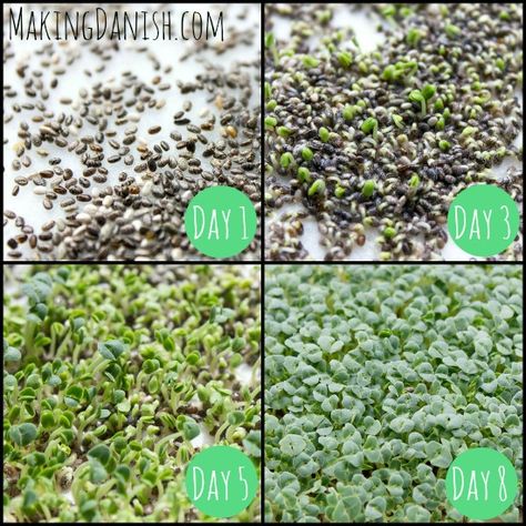 Grow Chia Seeds, Chia Sprouts, Chia Seed Plant, Sprouting Chia Seeds, Chia Plant, Growing Chia Seeds, Forest Food, Magnesium Foods, Food Growing